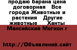 продаю барана цена договорная - Все города Животные и растения » Другие животные   . Ханты-Мансийский,Мегион г.